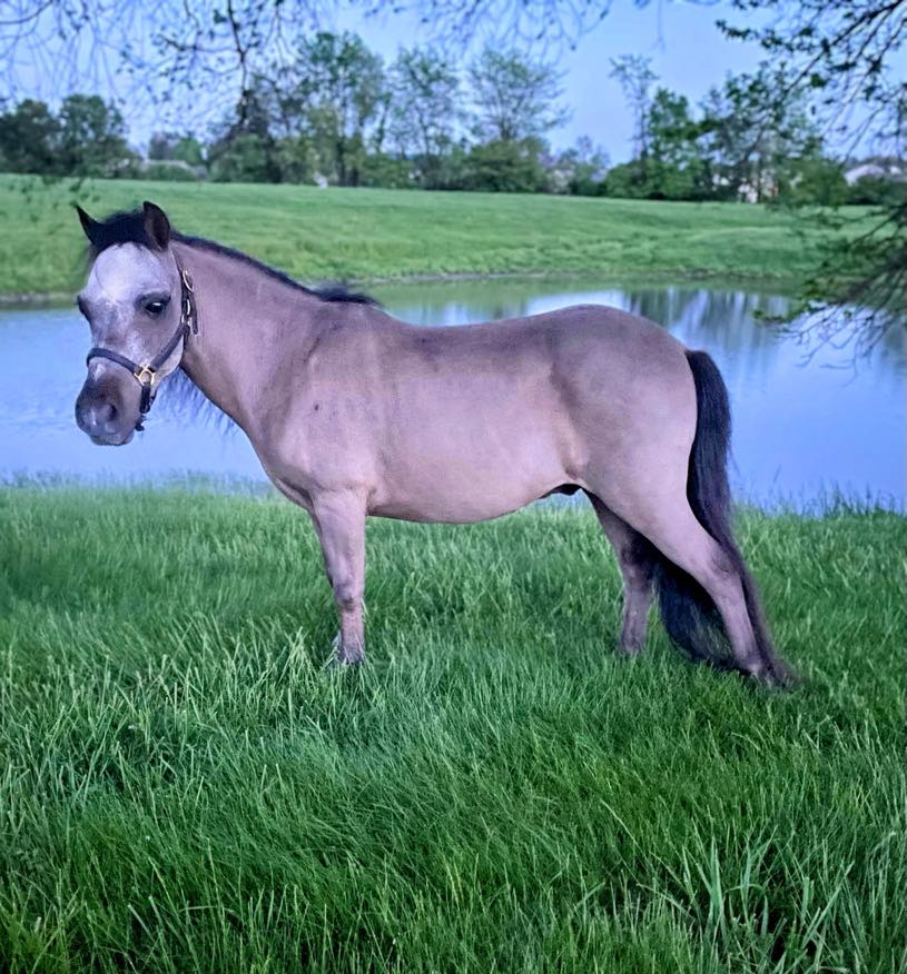 Sir Camelot standing in the grass beside a pond