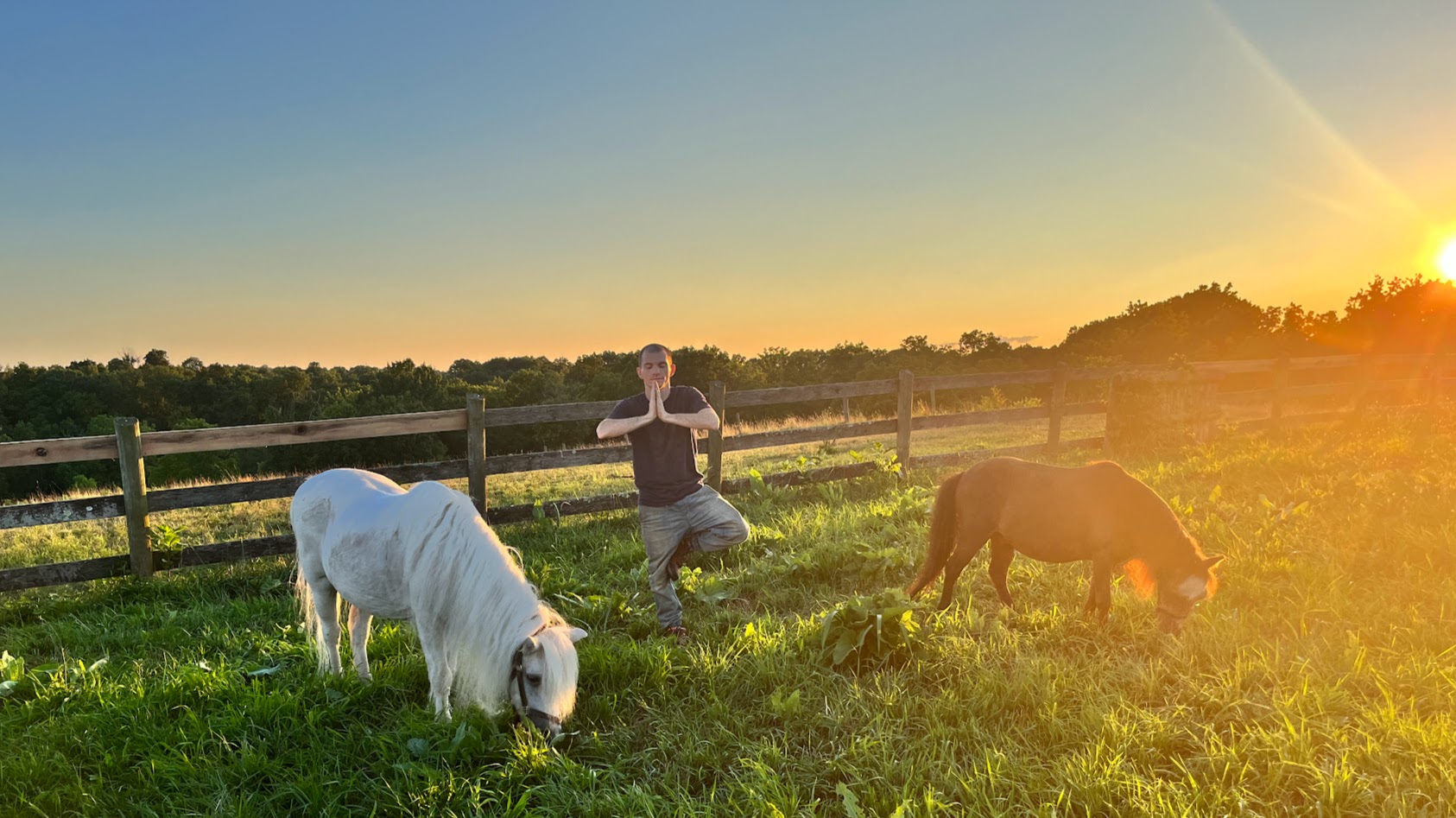 Mr. Moonie and Sir Camelot grazing during a peaceful sunset