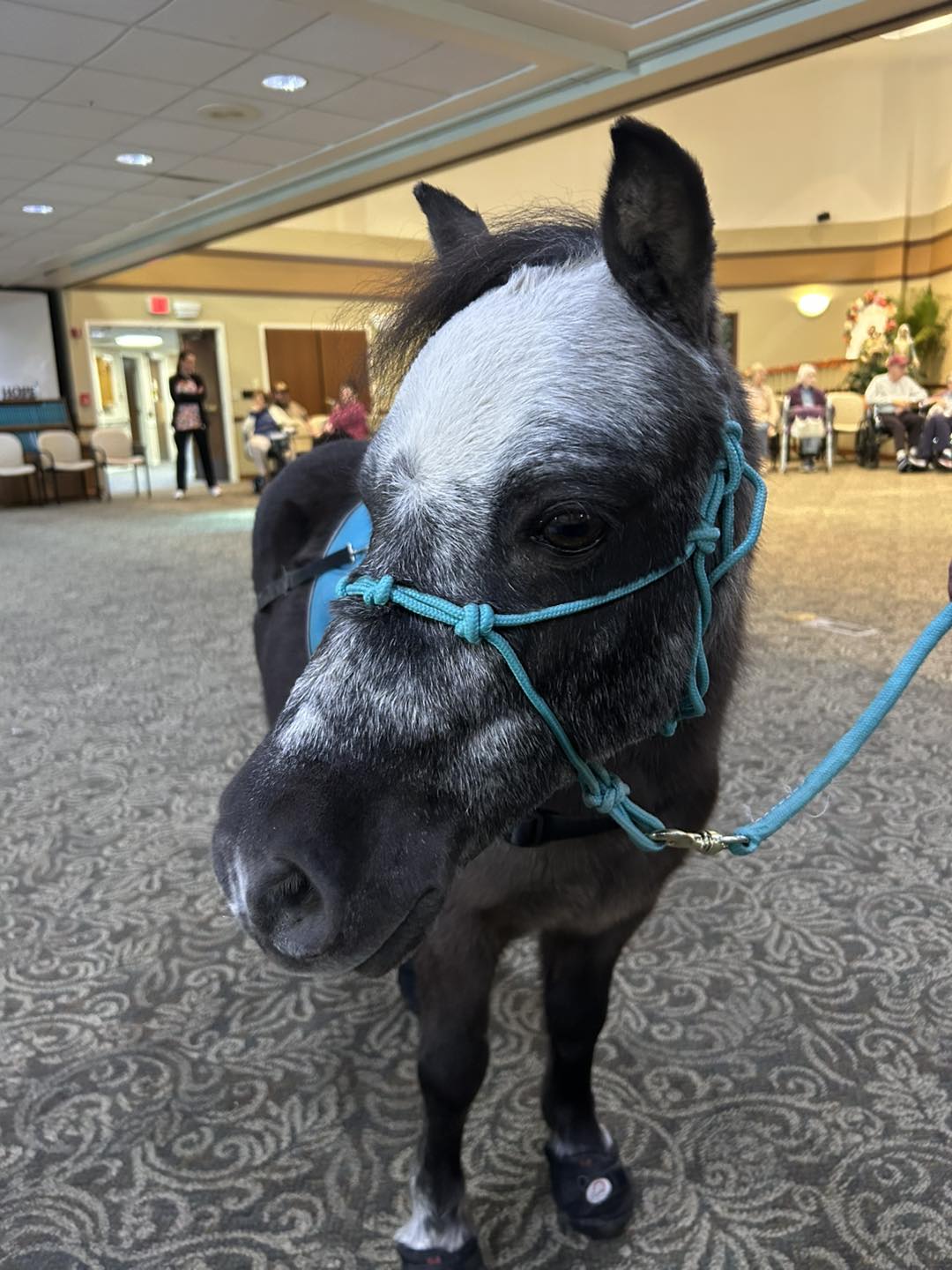 Sir Camelot standing calmly during an indoor senior living visit