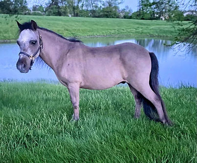 Sir Camelot standing in a grassy field